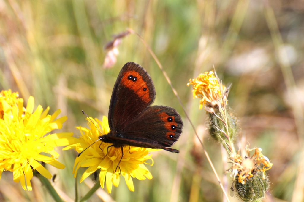 Quale Erebia 4 - Erebia montana